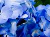 mandolux hydrangea